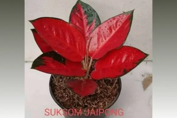 bibit aglonema suksom