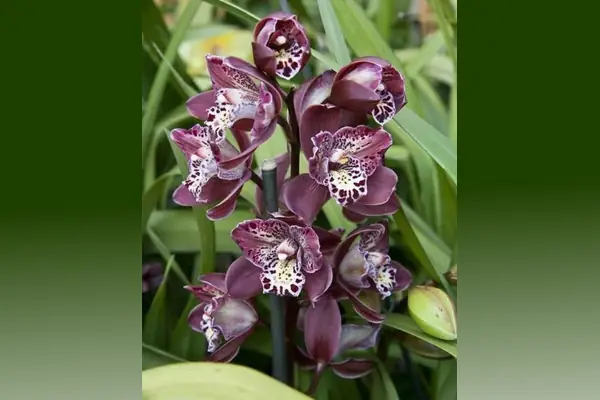 bibit anggrek cymbidium