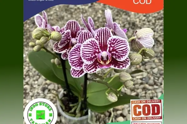 bibit anggrek dendrobium