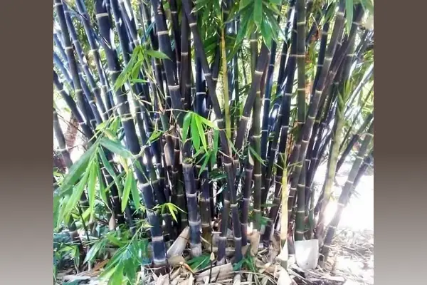 bibit bambu hitam