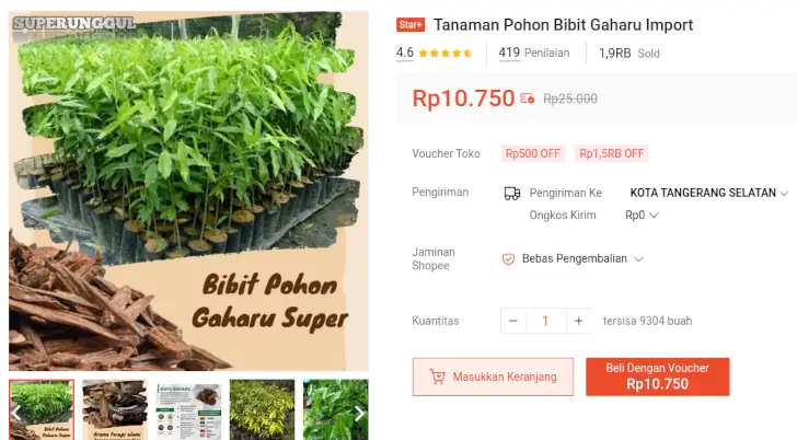 bibit gaharu import