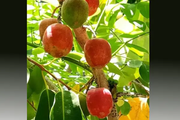 bibit kedondong merah