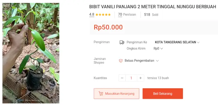 bibit vanili besar