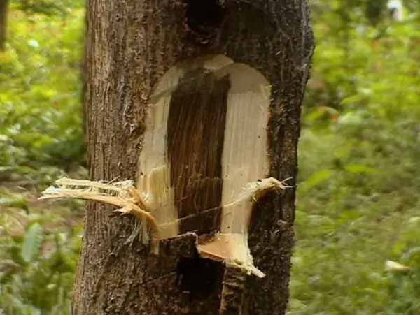 kayu gaharu adalah