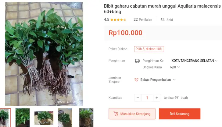 paket bibit gaharu murah