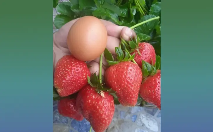 10 Jenis Bibit Buah Terbaik di Shopee Yang Layak Beli 8 bibit strawberry shopee