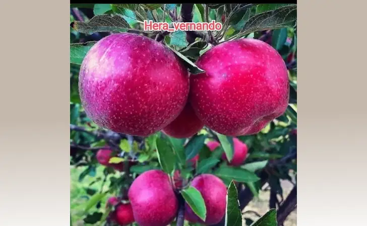 10 Jenis Bibit Buah Terbaik di Shopee Yang Layak Beli 17 bibit apel shopee