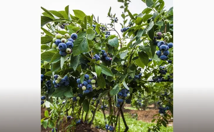 10 Jenis Bibit Buah Terbaik di Shopee Yang Layak Beli 15 bibit blueberry shopee