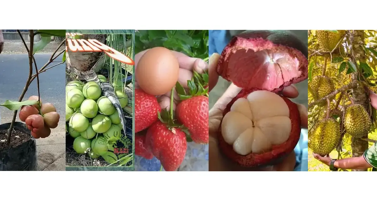 bibit buah online
