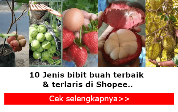 bibit buah terlaris