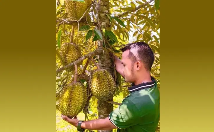 10 Jenis Bibit Buah Terbaik di Shopee Yang Layak Beli 11 bibit durian shopee