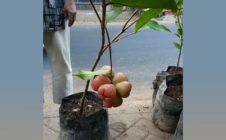 10 Jenis Bibit Buah Terbaik di Shopee Yang Layak Beli 13 bibit jambu air shopee