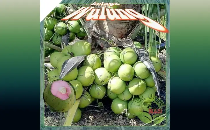 10 Jenis Bibit Buah Terbaik di Shopee Yang Layak Beli 10 bibit kelapa shopee