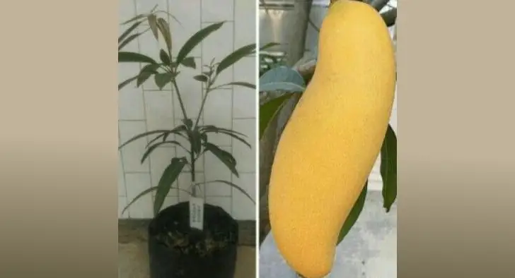 10 Jenis Bibit Buah Terbaik di Shopee Yang Layak Beli 9 bibit mangga shopee
