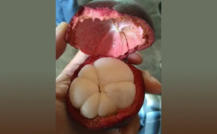 10 Jenis Bibit Buah Terbaik di Shopee Yang Layak Beli 12 bibit manggis shopee