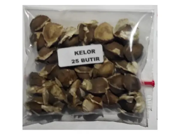3 Rekomendasi Bibit Kelor Terbaik Dari Biji dan Stek Batang 9 benih kelor