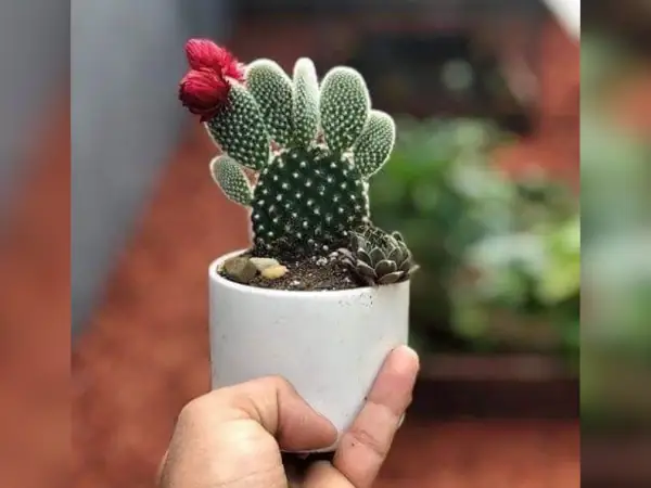 7 Rekomendasi Bibit Kaktus Terbaik, Jenis Kaktus Mini Yang Cantik-cantik 8 bibit Kaktus Microday Micky Bunny Upuntia