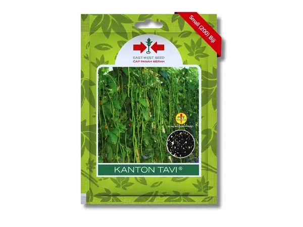 bibit kacang panjang Kanton Tavi