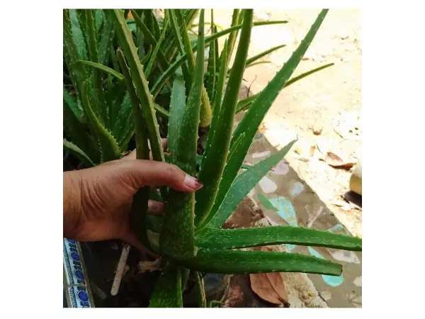 3 Rekomendasi Bibit Lidah Buaya Terbaik Jenis Jumbo & Biasa 9 bibit lidah buaya lokal