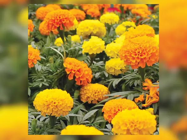 5 Rekomendasi Bibit Bunga Marigold Terbaik 12 benih Marigold Cracker Jack Mix