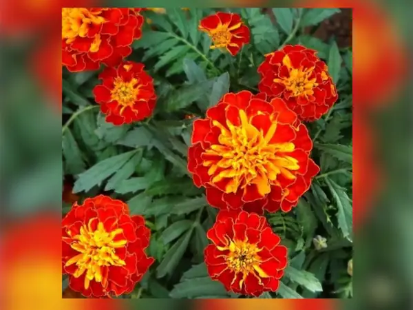 5 Rekomendasi Bibit Bunga Marigold Terbaik 11 benih Marigold French