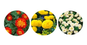 bibit bunga Marigold terbaik