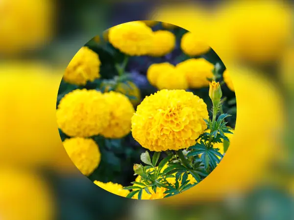 5 Rekomendasi Bibit Bunga Marigold Terbaik 9 bibit bunga Marigold Yellow King