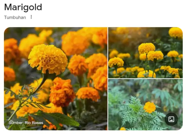 5 Rekomendasi Bibit Bunga Marigold Terbaik 8 jenis bunga Marigold