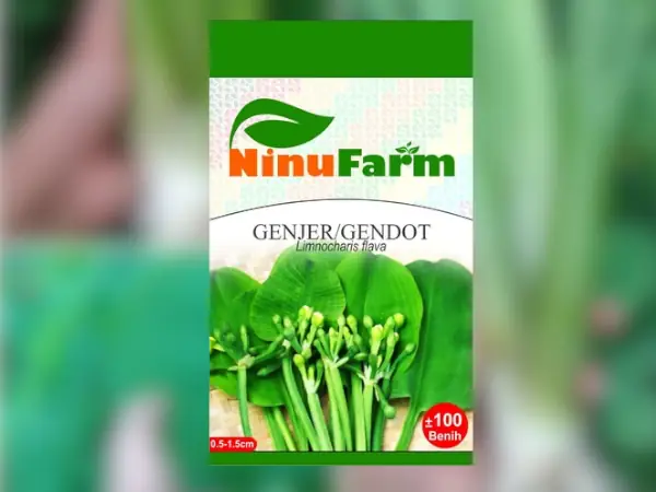 benih Genjer NinuFarm