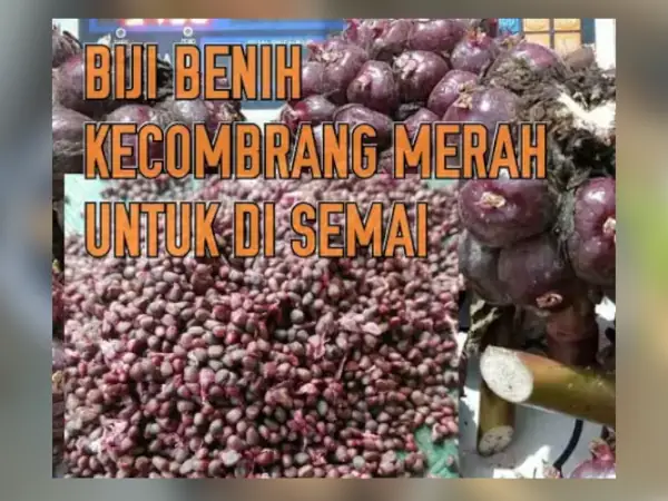 benih Kecombrang biji