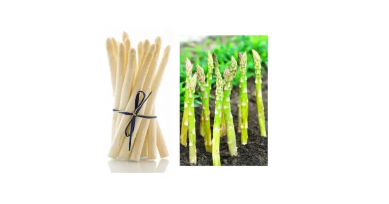 bibit Asparagus