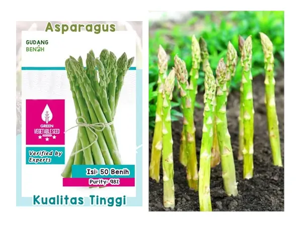 bibit Asparagus hijau