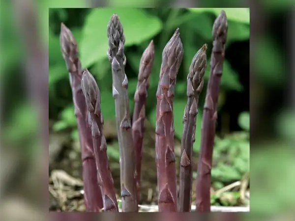 bibit Asparagus ungu
