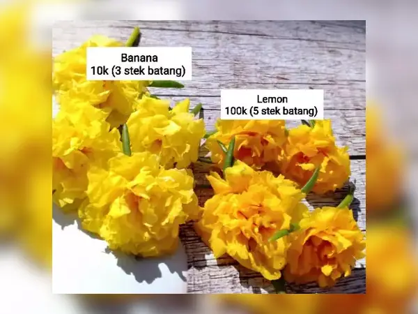 4 Rekomendasi Bibit Bunga Krokot Terbaik 10 bibit bunga Krokot kuning