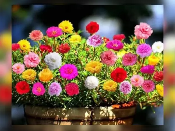 4 Rekomendasi Bibit Bunga Krokot Terbaik 9 bibit bunga krokot warna warni