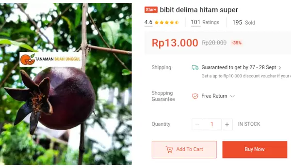 bibit delima hitam