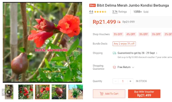 bibit delima merah