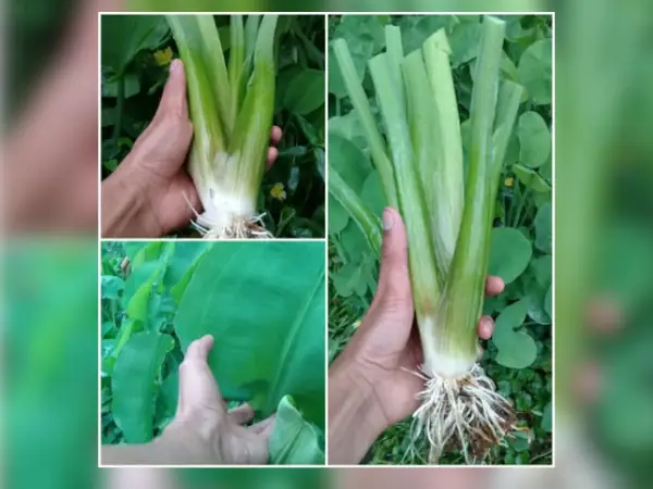 bibit Genjer jumbo