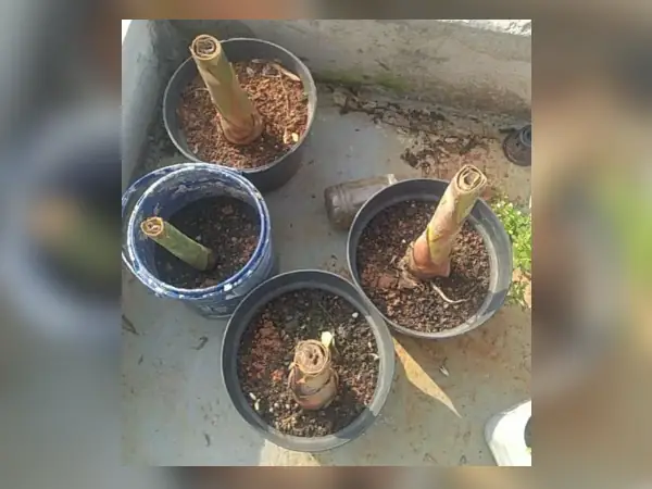 bibit Kecombrang bonggol