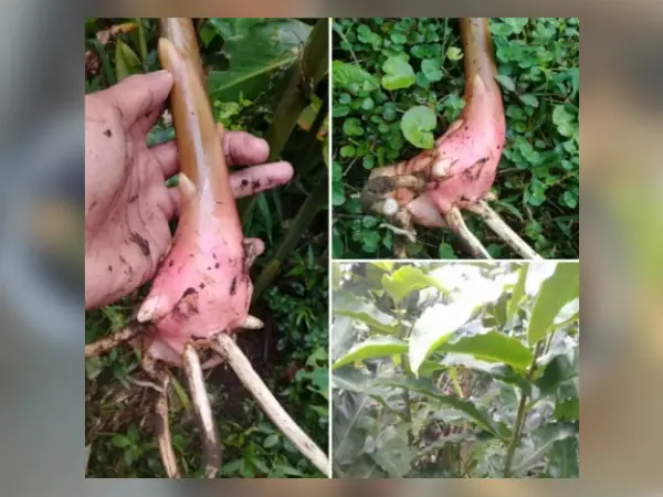 bibit Kecombrang hijau