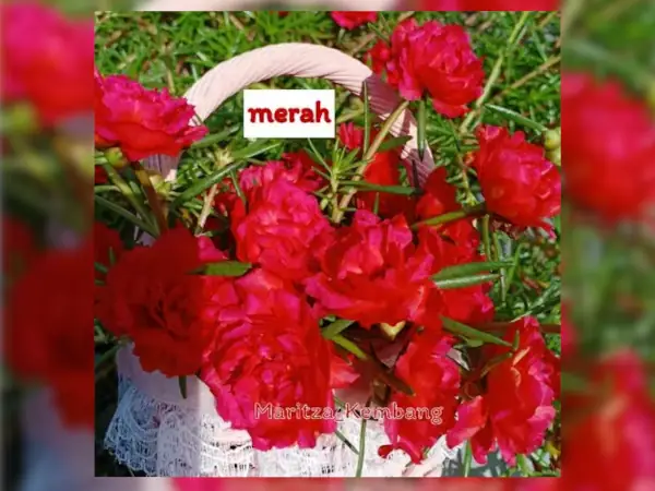 4 Rekomendasi Bibit Bunga Krokot Terbaik 12 bibit Krokot merah