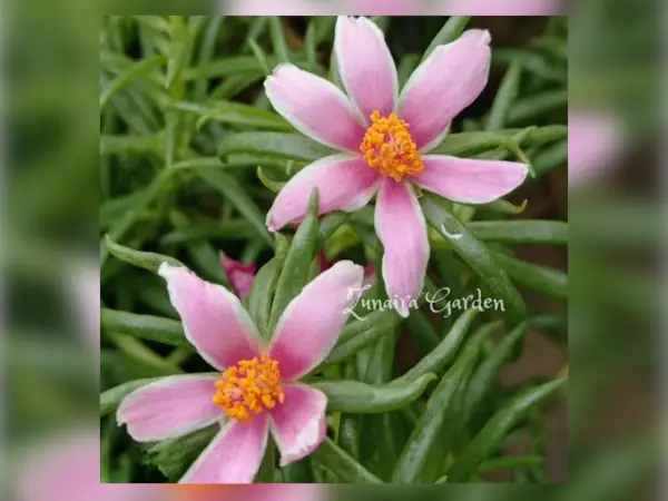 4 Rekomendasi Bibit Bunga Krokot Terbaik 11 bibit Krokot Twinkel Little Star