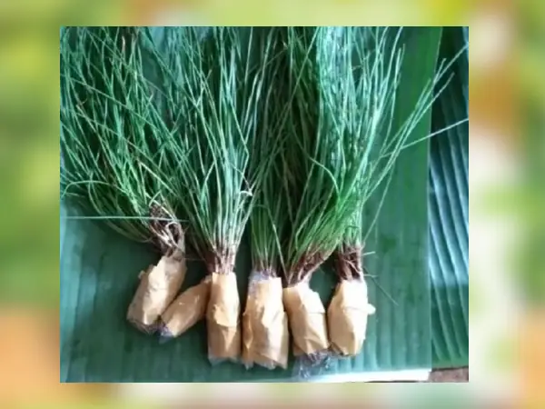 bibit Kucai sudah besar