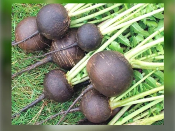 bibit Lobak Hitam