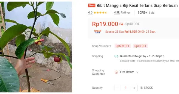 bibit manggis cepat berbuah
