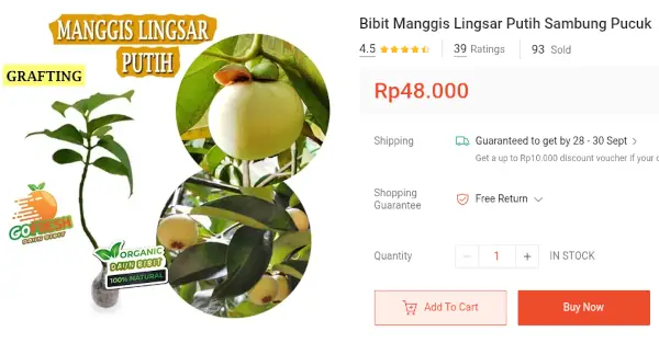 bibit manggis putih