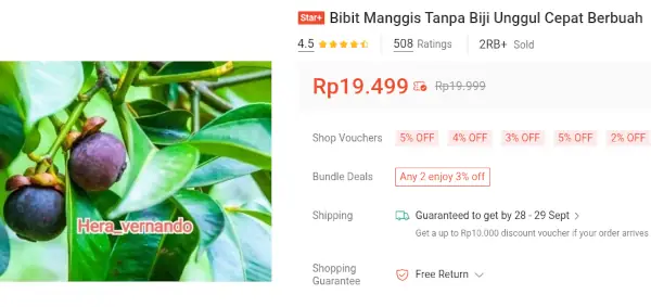 bibit manggis tanpa biji