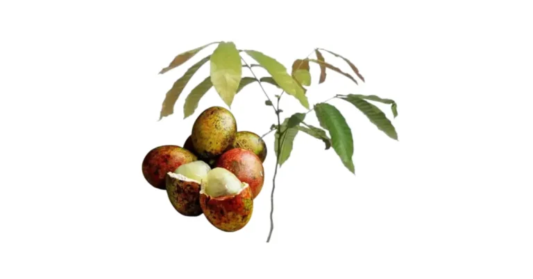 bibit matoa