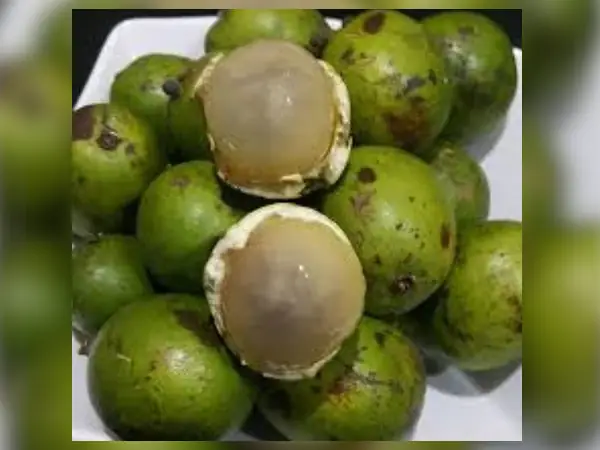 bibit matoa hijau