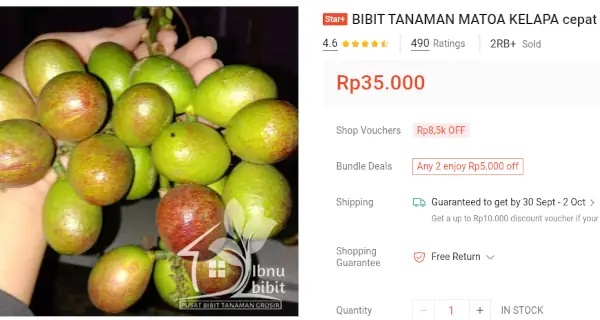 bibit matoa kelapa